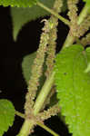 Smallspike false nettle